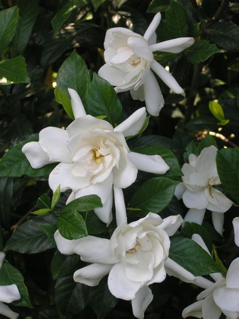 flowers that smell like gardenia.